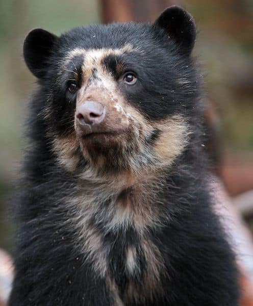 8 photos des différentes espèces d'ours qui existent dans le monde