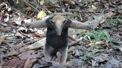 8 photos des différentes espèces d'ours qui existent dans le monde