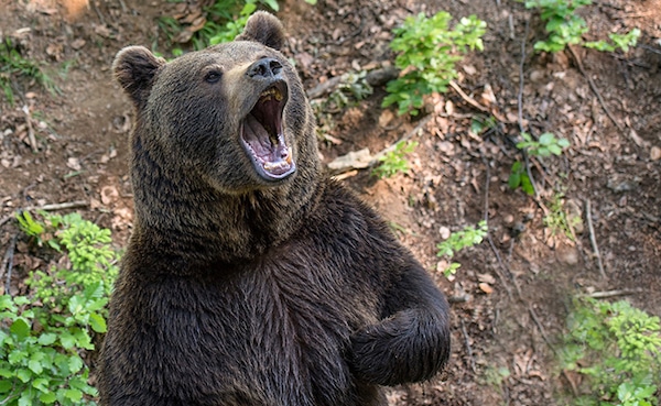 8 photos des différentes espèces d'ours qui existent dans le monde