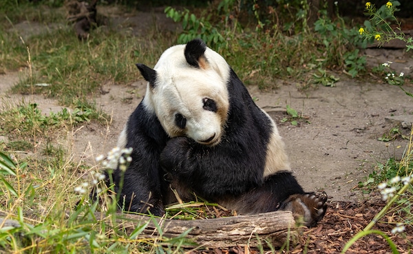 8 photos des différentes espèces d'ours qui existent dans le monde