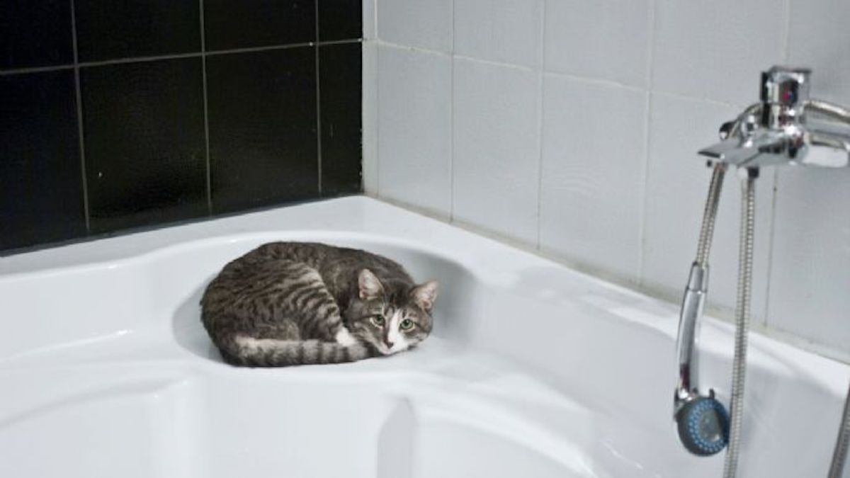 À quelle fréquence les chats peuvent-ils être baignés et comment éviter qu'ils ne s’enfuient ?