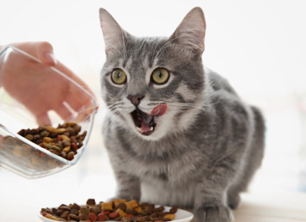 À quelle fréquence un chat doit-il manger ? Conseils pour une alimentation saine et équilibrée