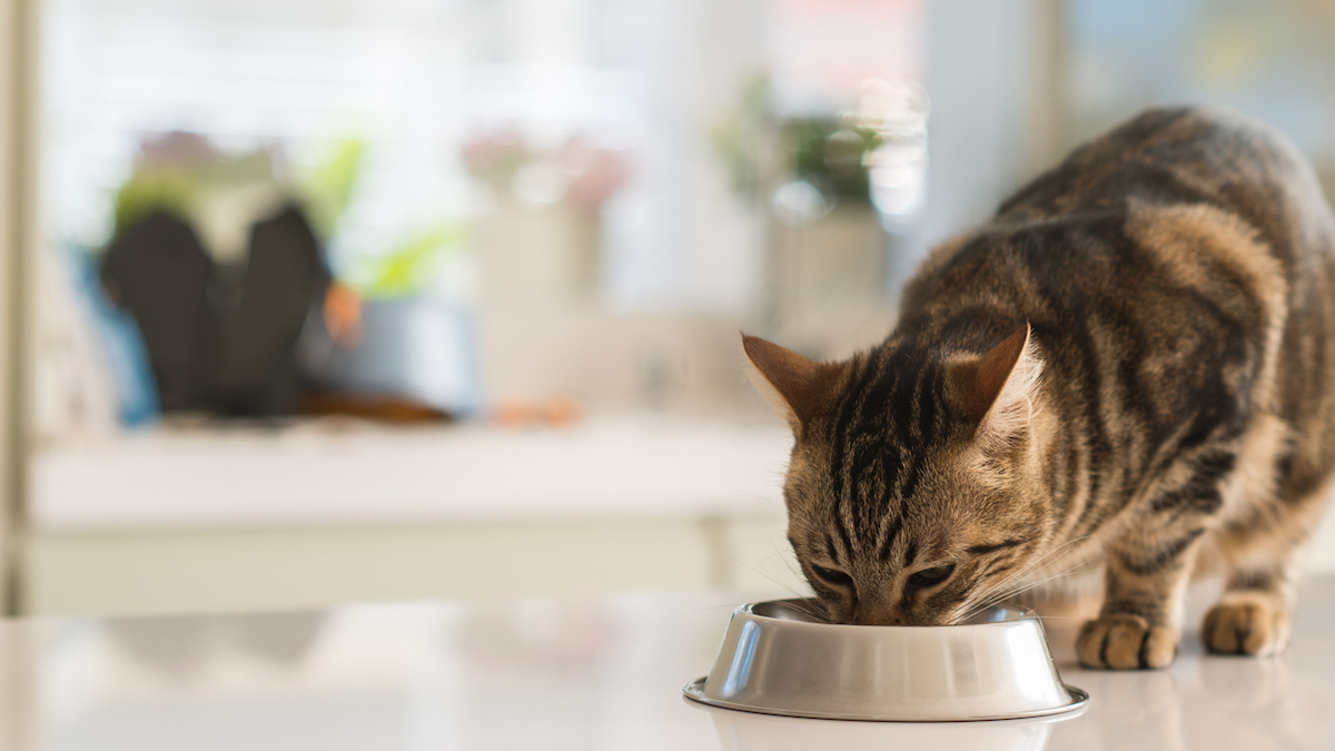 À quelle fréquence un chat doit-il manger ? Conseils pour une alimentation saine et équilibrée