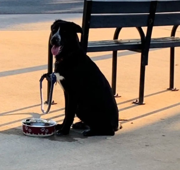 Abandonnée à un arrêt de bus, cette chienne voit sa vie changer radicalement