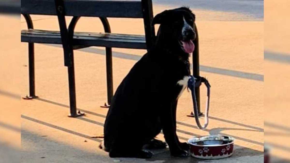 Abandonnée à un arrêt de bus, cette chienne voit sa vie changer radicalement