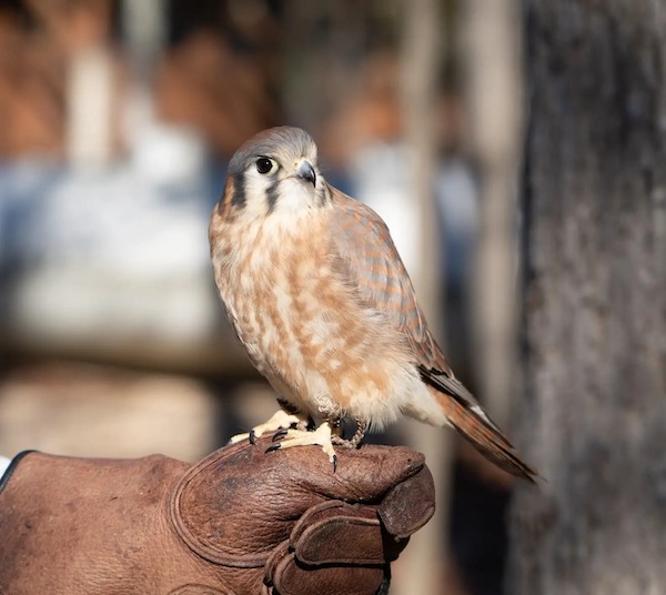 Ce bébé rapace ignore que sa "mère" n'est pas réelle, une histoire poignante