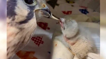 Ce bébé rapace ignore que sa "mère" n'est pas réelle, une histoire poignante