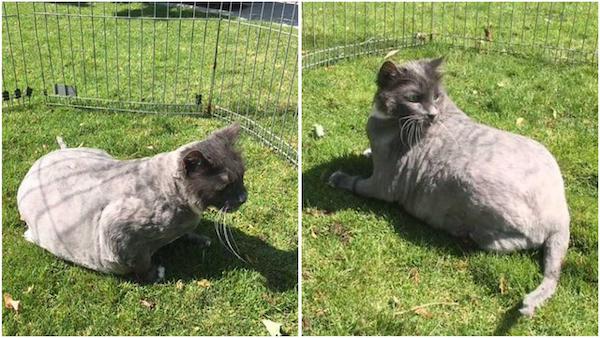 Ce chat a les poils si emmêlés qu’il ne peut plus bouger, sa transformation est impressionnante