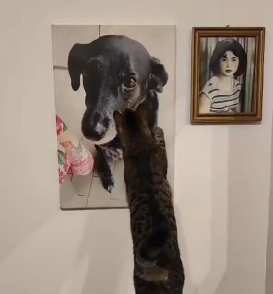 Ce chat caresse la photo de son ami chien décédé, un geste bouleversant