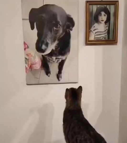 Ce chat caresse la photo de son ami chien décédé, un geste bouleversant