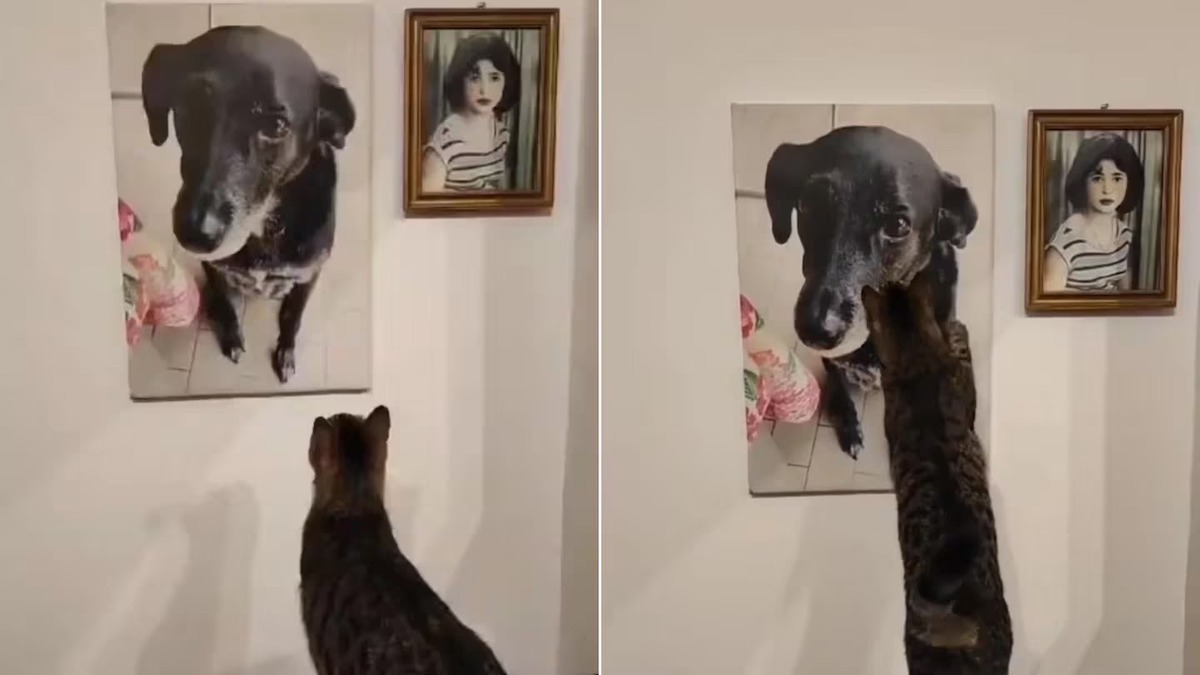 Ce chat caresse la photo de son ami chien décédé, un geste bouleversant