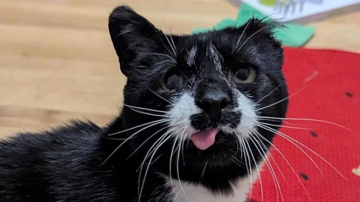 Ce chat destiné à mourir à cause de sa langue retrouve enfin de l'espoir