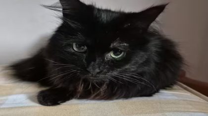 Ce chat perdu depuis 4 ans retrouve sa famille, des retrouvailles bouleversantes