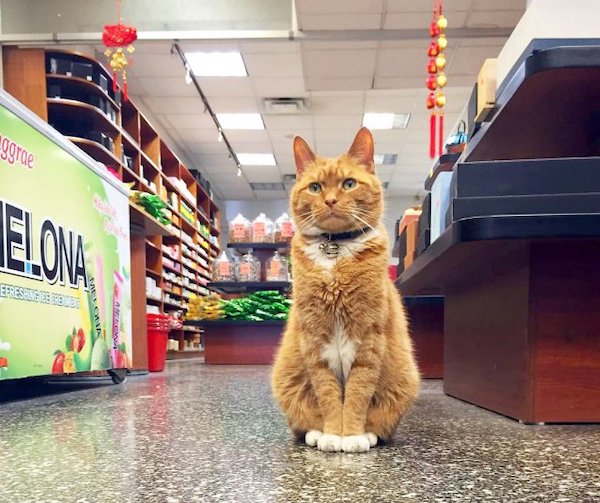 Ce chat prend sa retraite après avoir travaillé durant 9 ans comme responsable de magasin