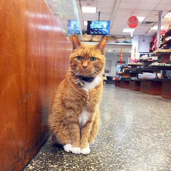 Ce chat prend sa retraite après avoir travaillé durant 9 ans comme responsable de magasin