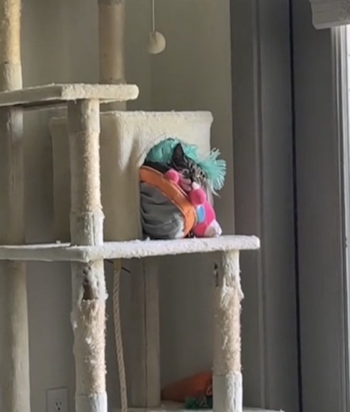 Ce chat se retrouve coincé dans son griffoir avec ses jouets, une scène hilarante