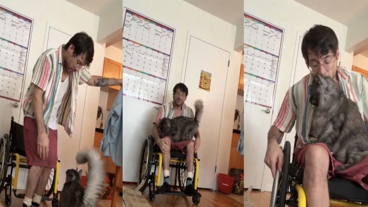 Ce chat veut s’asseoir avec son propriétaire en fauteuil roulant, sa façon de faire sidère tout le monde