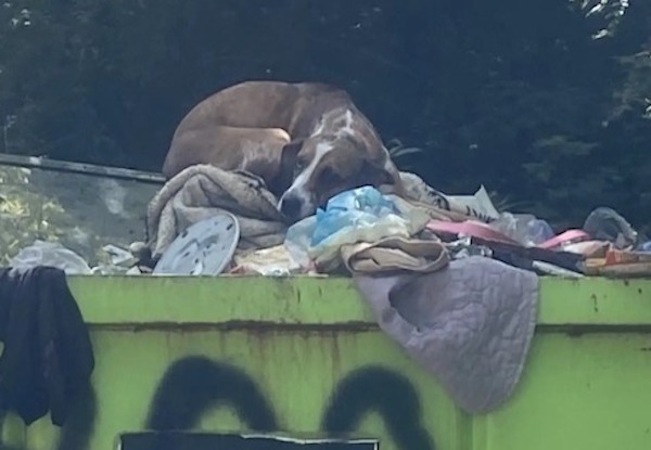 Ce chien a été jeté dans une poubelle après avoir uriné à la maison, son destin va changer