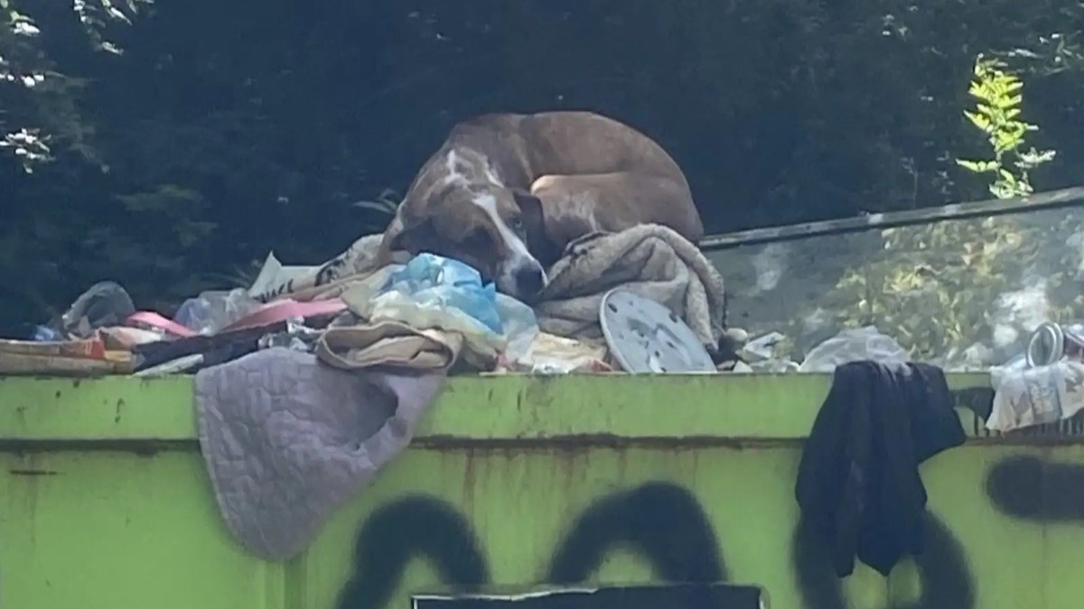 Ce chien a été jeté dans une poubelle après avoir uriné à la maison, son destin va changer
