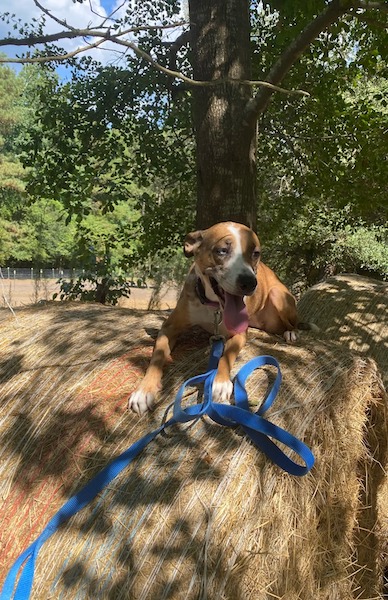 Ce chien a été jeté dans une poubelle après avoir uriné à la maison, son destin va changer