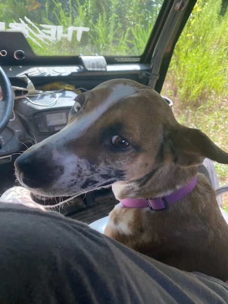 Ce chien a été jeté dans une poubelle après avoir uriné à la maison, son destin va changer