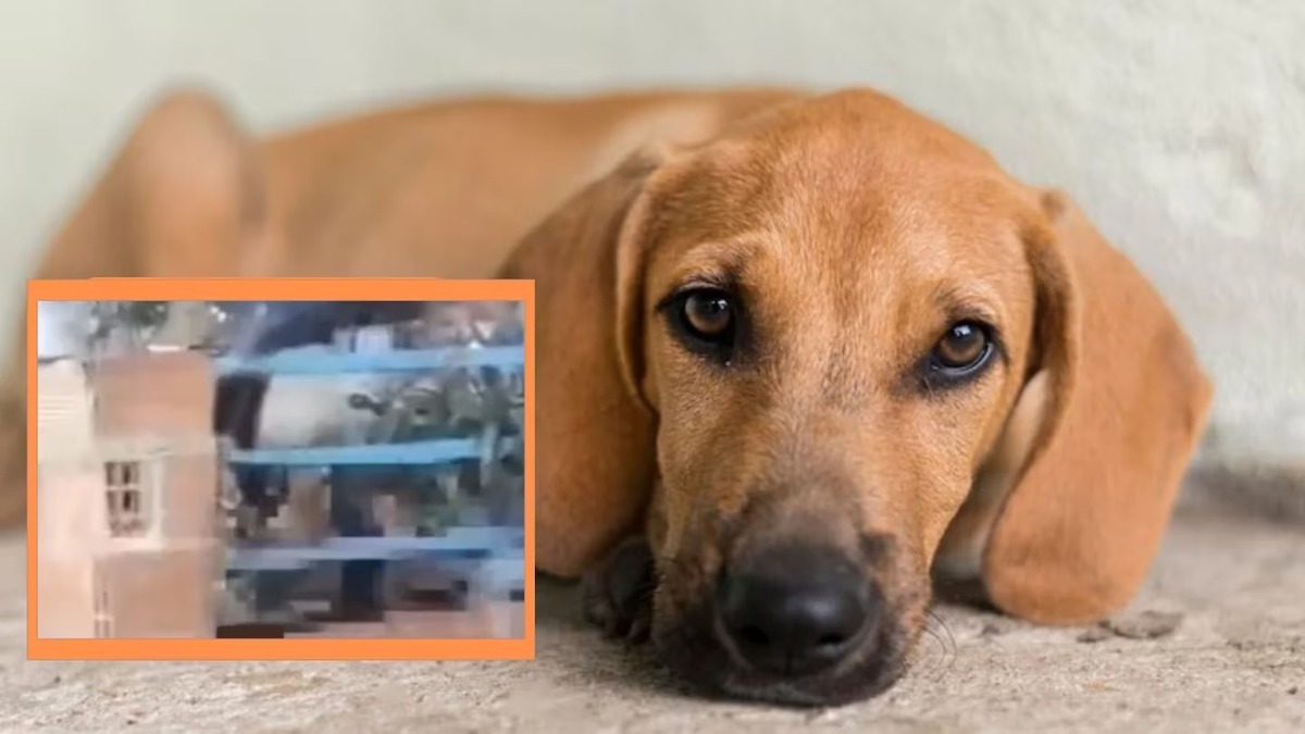 Ce chien battu par son ancien propriétaire sauvé d'une morte certaine