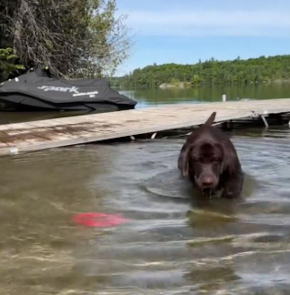 Ce chien labrador cherche désespérément son jouet tombé dans l’eau, un moment hilarant