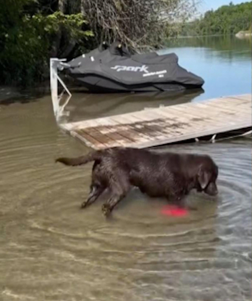 Ce chien labrador cherche désespérément son jouet tombé dans l’eau, un moment hilarant