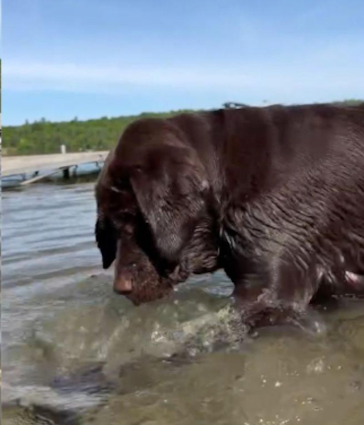 Ce chien labrador cherche désespérément son jouet tombé dans l’eau, un moment hilarant