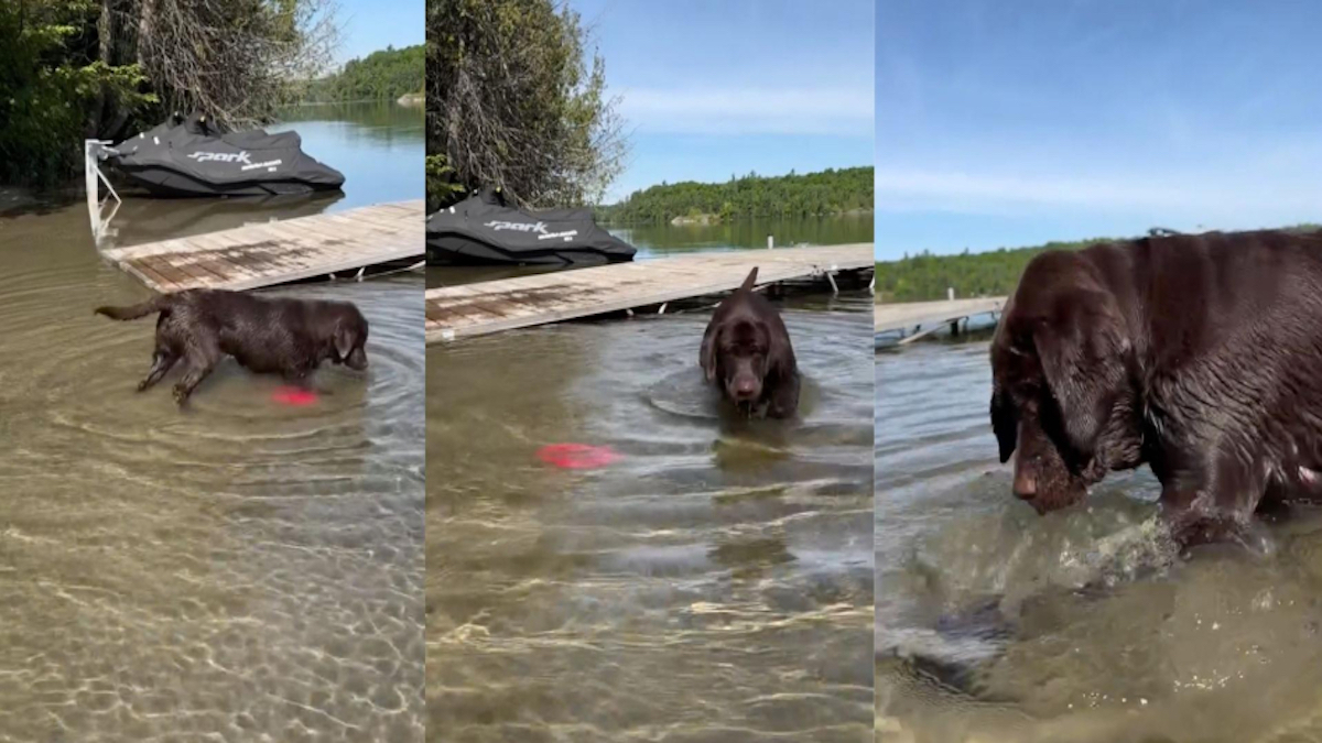 Ce chien labrador cherche désespérément son jouet tombé dans l’eau, un moment hilarant