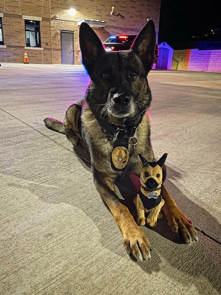 Ce chien policier qui a travaillé durant 10 ans prend sa retraite, un moment bouleversant