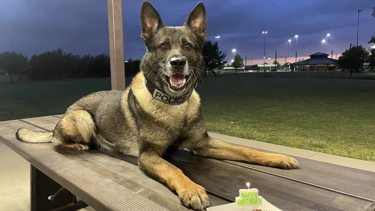 Ce chien policier qui a travaillé durant 10 ans prend sa retraite, un moment bouleversant