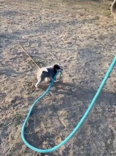 Ce chien promène en laisse son meilleur ami cheval autour de l’écurie, une scène adorable