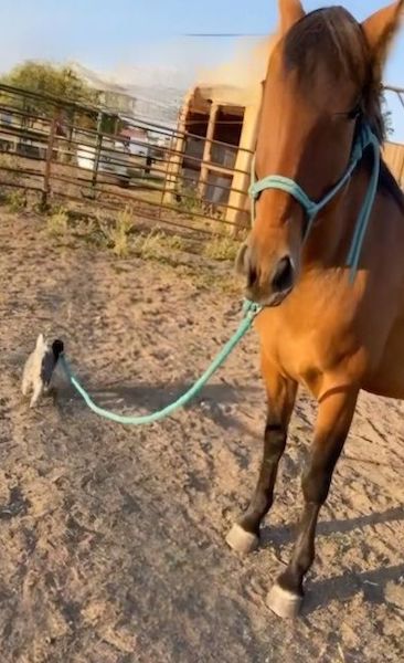 Ce chien promène en laisse son meilleur ami cheval autour de l’écurie, une scène adorable