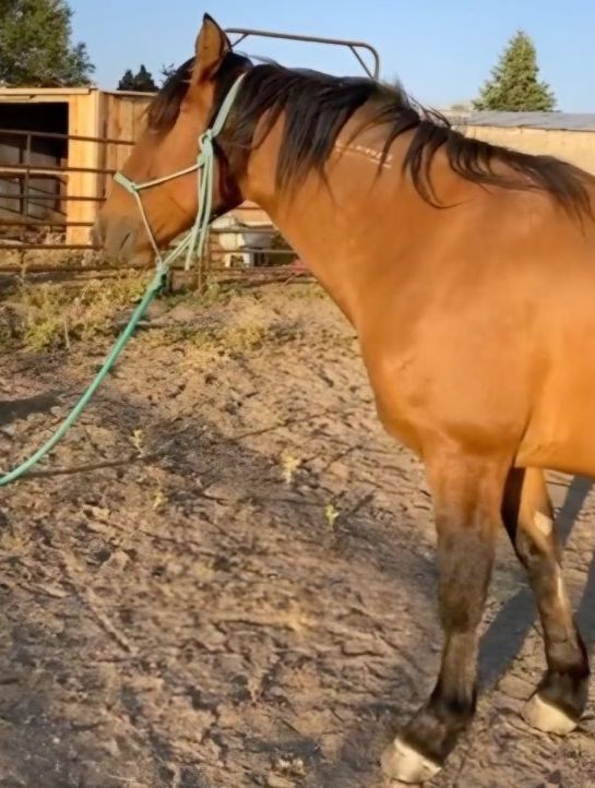 Ce chien promène en laisse son meilleur ami cheval autour de l’écurie, une scène adorable