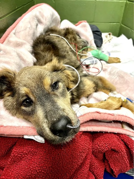 Ce chien squelettique et au plus mal est secouru : sa transformation est impressionnante