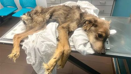 Ce chien squelettique et au plus mal est secouru : sa transformation est impressionnante