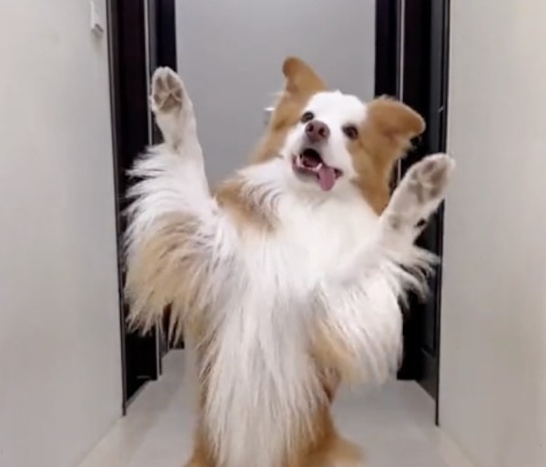 Ce chien voit une caméra et se met à danser comme un pro, une véritable étoile de danse