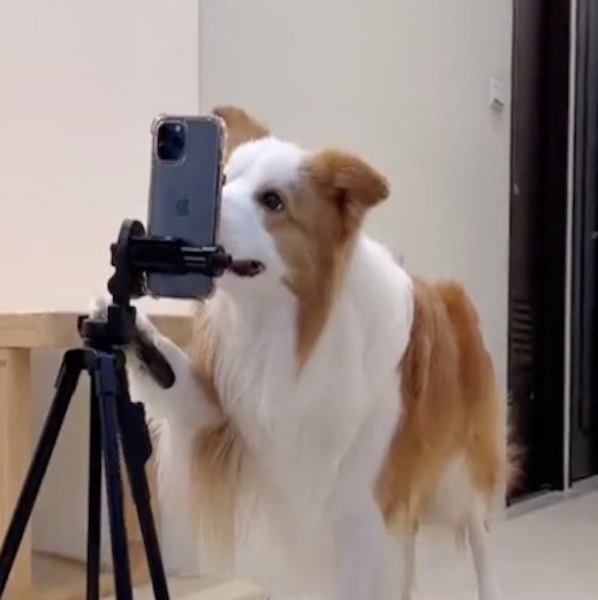 Ce chien voit une caméra et se met à danser comme un pro, une véritable étoile de danse