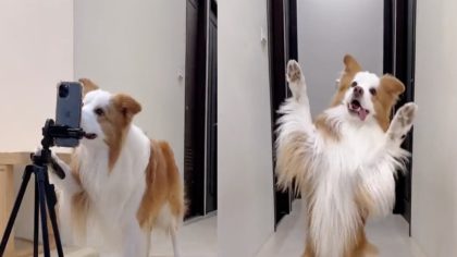 Ce chien voit une caméra et se met à danser comme un pro, une véritable étoile de danse