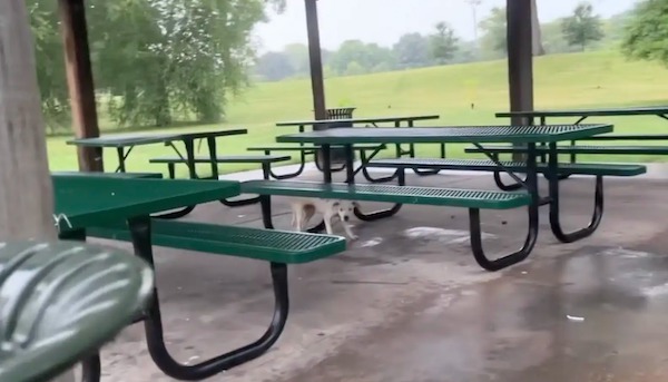 Ce chiot, attaché à un banc, est abandonné dans un parc, son destin bascule