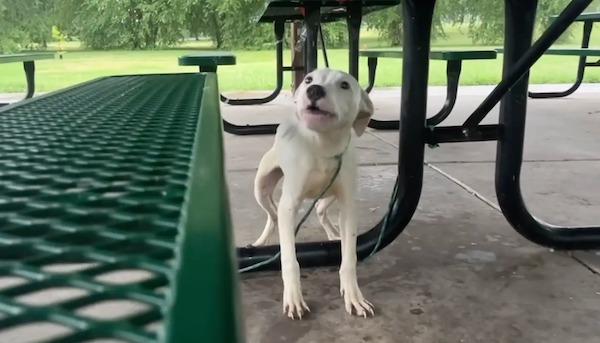 Ce chiot, attaché à un banc, est abandonné dans un parc, son destin bascule