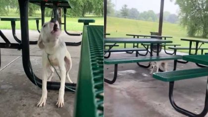 Ce chiot, attaché à un banc, est abandonné dans un parc, son destin bascule