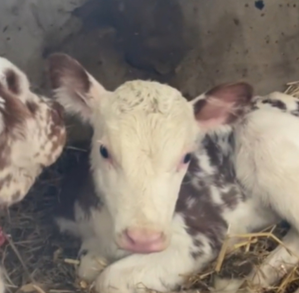 Ce chiot et ce veau sont les meilleurs amis au monde, leur complicité est incroyable