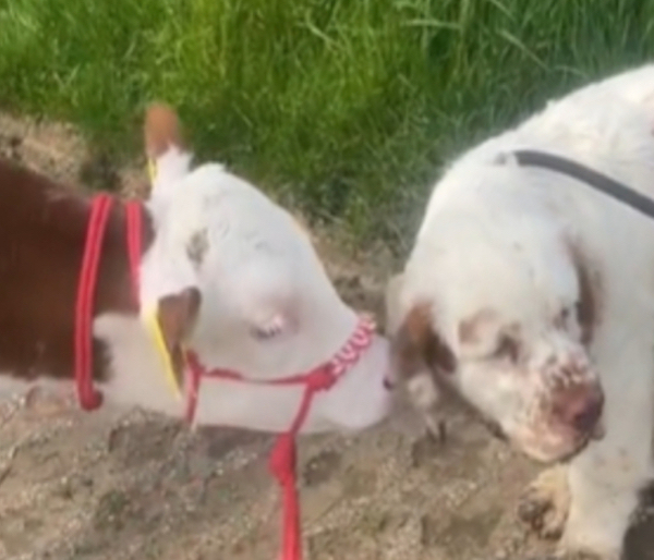 Ce chiot et ce veau sont les meilleurs amis au monde, leur complicité est incroyable