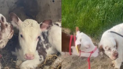 Ce chiot et ce veau sont les meilleurs amis au monde, leur complicité est incroyable