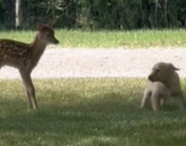 Ce chiot Golden Retriever rencontre un faon et veut jouer avec lui, une scène à ne pas manquer