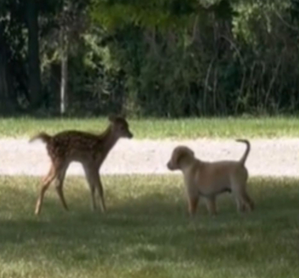 Ce chiot Golden Retriever rencontre un faon et veut jouer avec lui, une scène à ne pas manquer