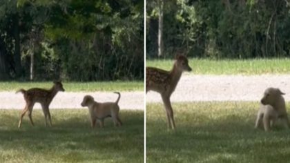 Ce chiot Golden Retriever rencontre un faon et veut jouer avec lui, une scène à ne pas manquer