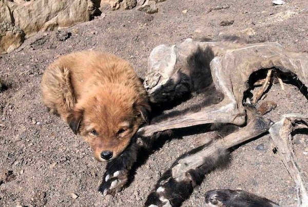 Ce chiot ne veut pas quitter sa mère décédée et lui apporte de la nourriture : une scène déchirante